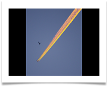 In Flight - Chris Beesley